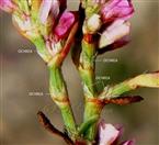  Ochrea